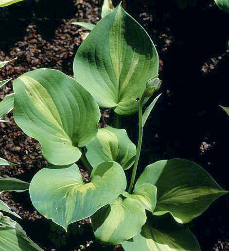 Olive Branch Hosta Plants online shopping