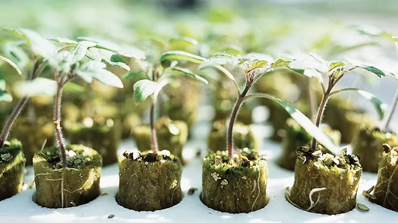 Grodan Plantop Plug Propagation Rock Wool Hydroponics Substrate