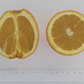 Newhall Nucellar Navel Orange Budwood citrus plant material online shopping