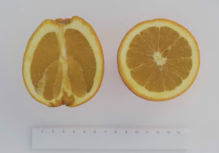 Newhall Nucellar Navel Orange Budwood citrus plant material online shopping