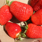 AAC-Evelyn Mid Season Strawberry