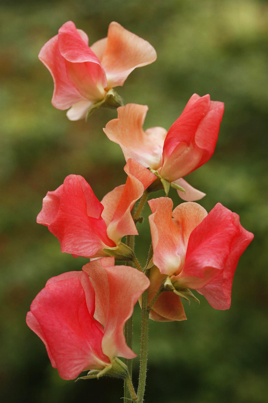 Maloy Sweet Pea seeds online shopping