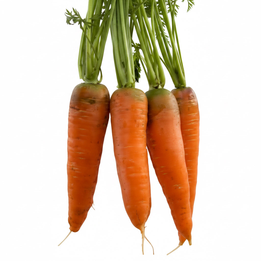 Autumn King Carrot