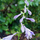 Platinum Tiara Hosta Plants online shopping