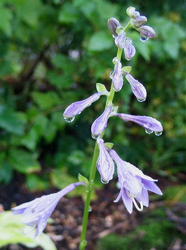 Platinum Tiara Hosta Plants online shopping