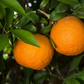 Royal Mandarin Plant citrus plant material online shopping