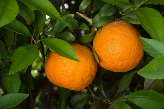 Royal Mandarin Plant citrus plant material online shopping