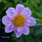 Rosy Wings Dahlia