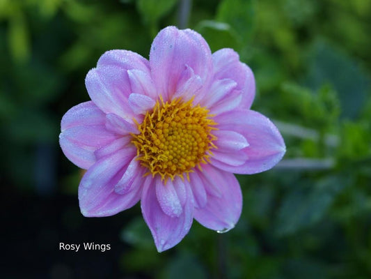Rosy Wings Dahlia