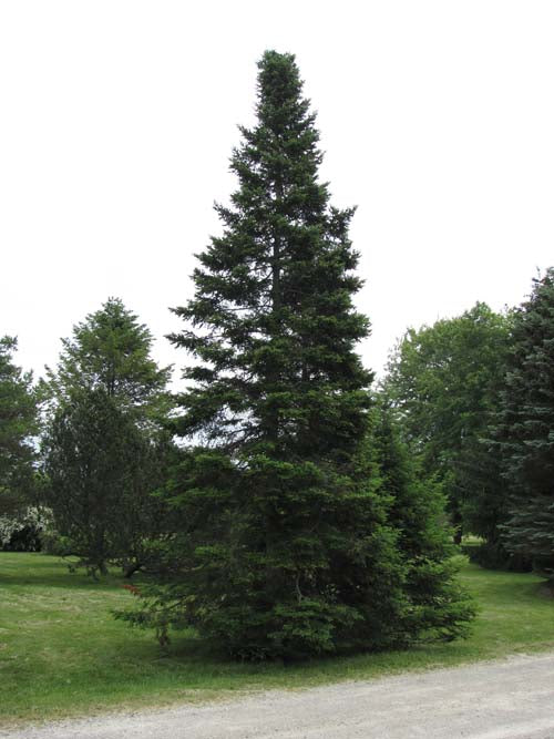 Abies Balsamea Balsam Fir