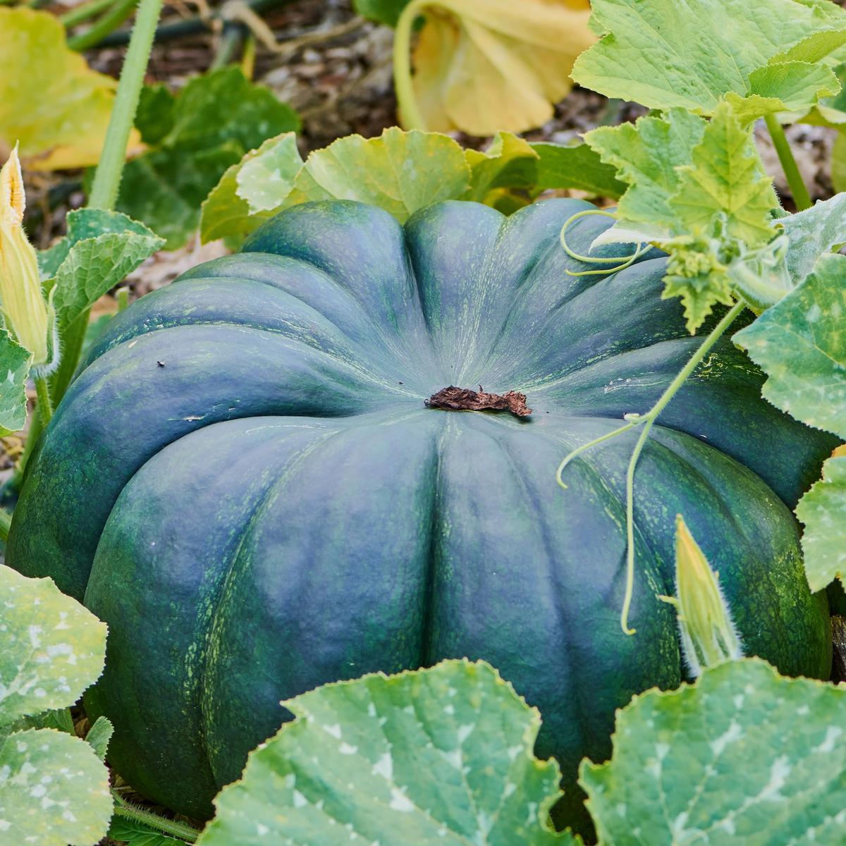 Jade Knight F1 Pumpkin Seeds online shopping