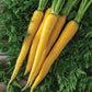 Yellowstone Carrot