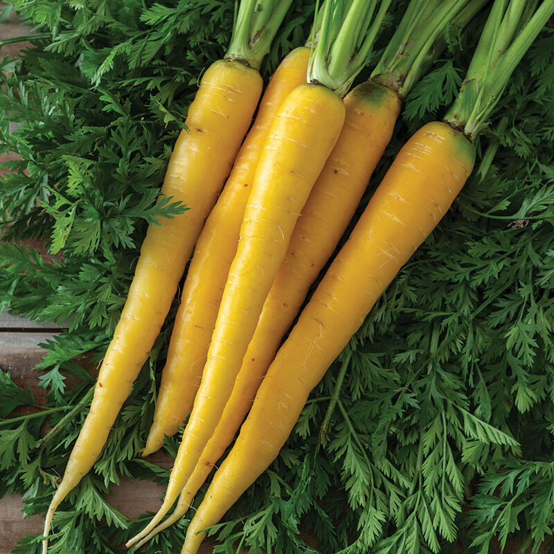 Yellowstone Carrot
