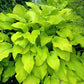 Great Lakes Gold Hosta Plants online shopping