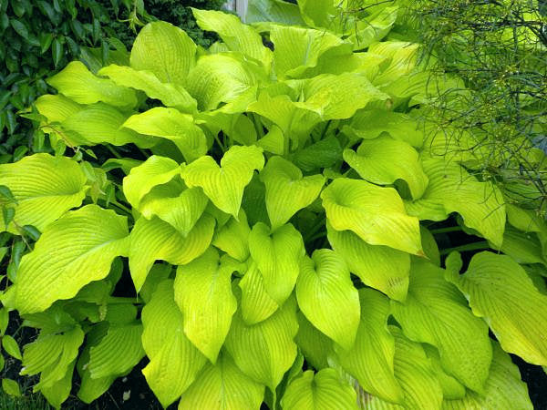 Great Lakes Gold Hosta Plants online shopping