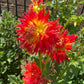 Fired Up Dahlia