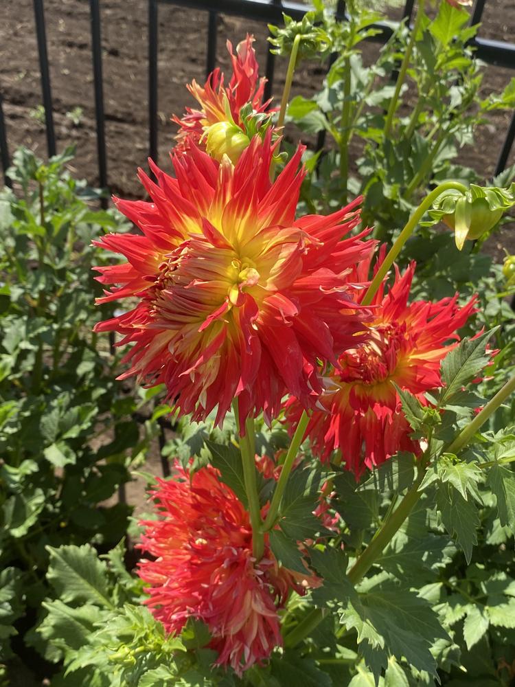 Fired Up Dahlia