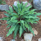 Peek A Boo Hosta Plants online shopping