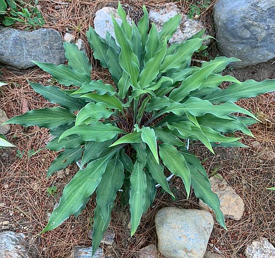 Peek A Boo Hosta Plants online shopping