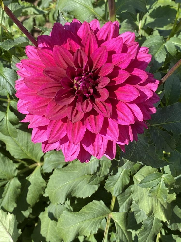 Hello Dahlia