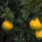 US 119 Duncan Grapefruit x Trifoliate X Succory Sweet Orange Trifoliate Hybrid Budwood citrus plant material online shopping