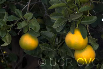 US 119 Duncan Grapefruit x Trifoliate X Succory Sweet Orange Trifoliate Hybrid Budwood citrus plant material online shopping