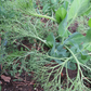Parsley Pea