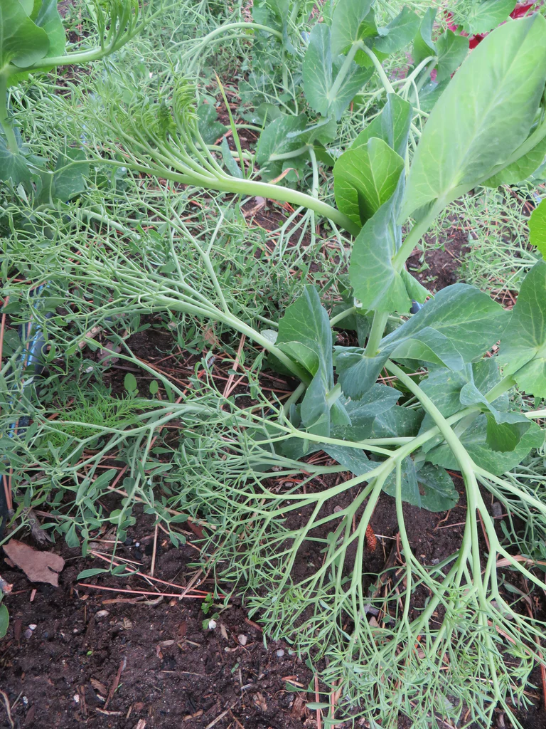 Parsley Pea