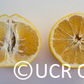 Cocktail Pummelo Hybrid Budwood citrus plant material online shopping