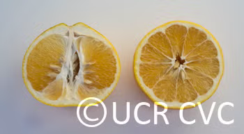 Cocktail Pummelo Hybrid Budwood citrus plant material online shopping