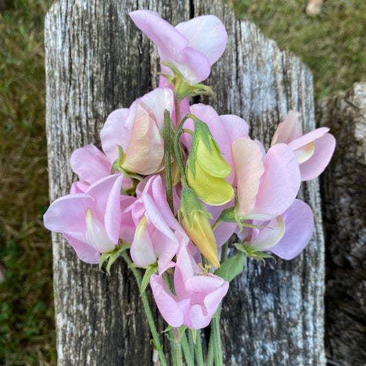 Prima Donna Heirloom Sweet Pea