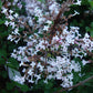 Josee Reblooming Lilac lilac plant online shopping