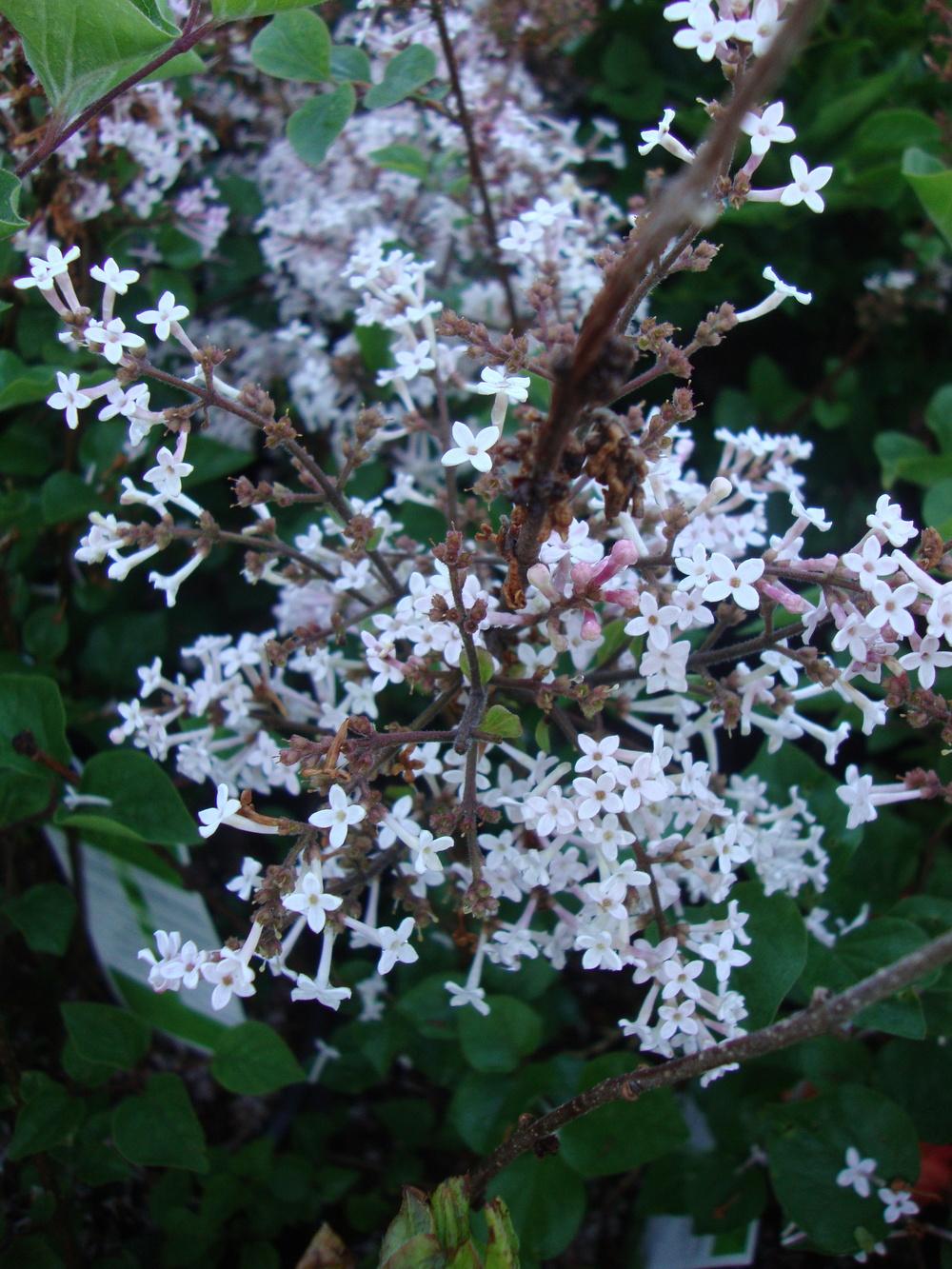 Josee Reblooming Lilac lilac plant online shopping