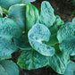 Generation X Hosta Plants online shopping