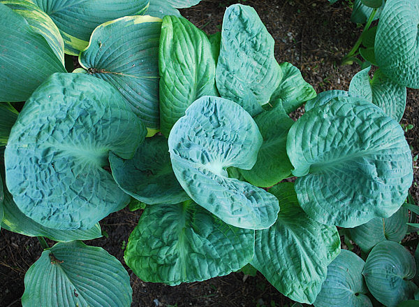 Generation X Hosta Plants online shopping