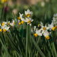 Canaliculatus Narcissus Bulbs
