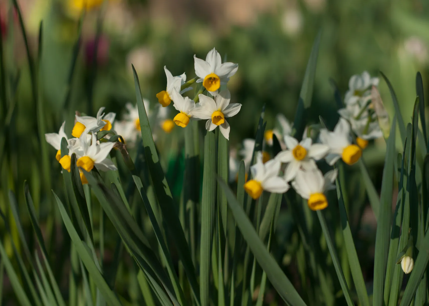 Canaliculatus Narcissus Bulbs