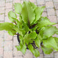 Holar Sunset Cobra Hosta Plants online shopping