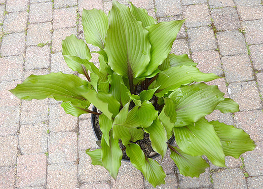 Holar Sunset Cobra Hosta Plants online shopping