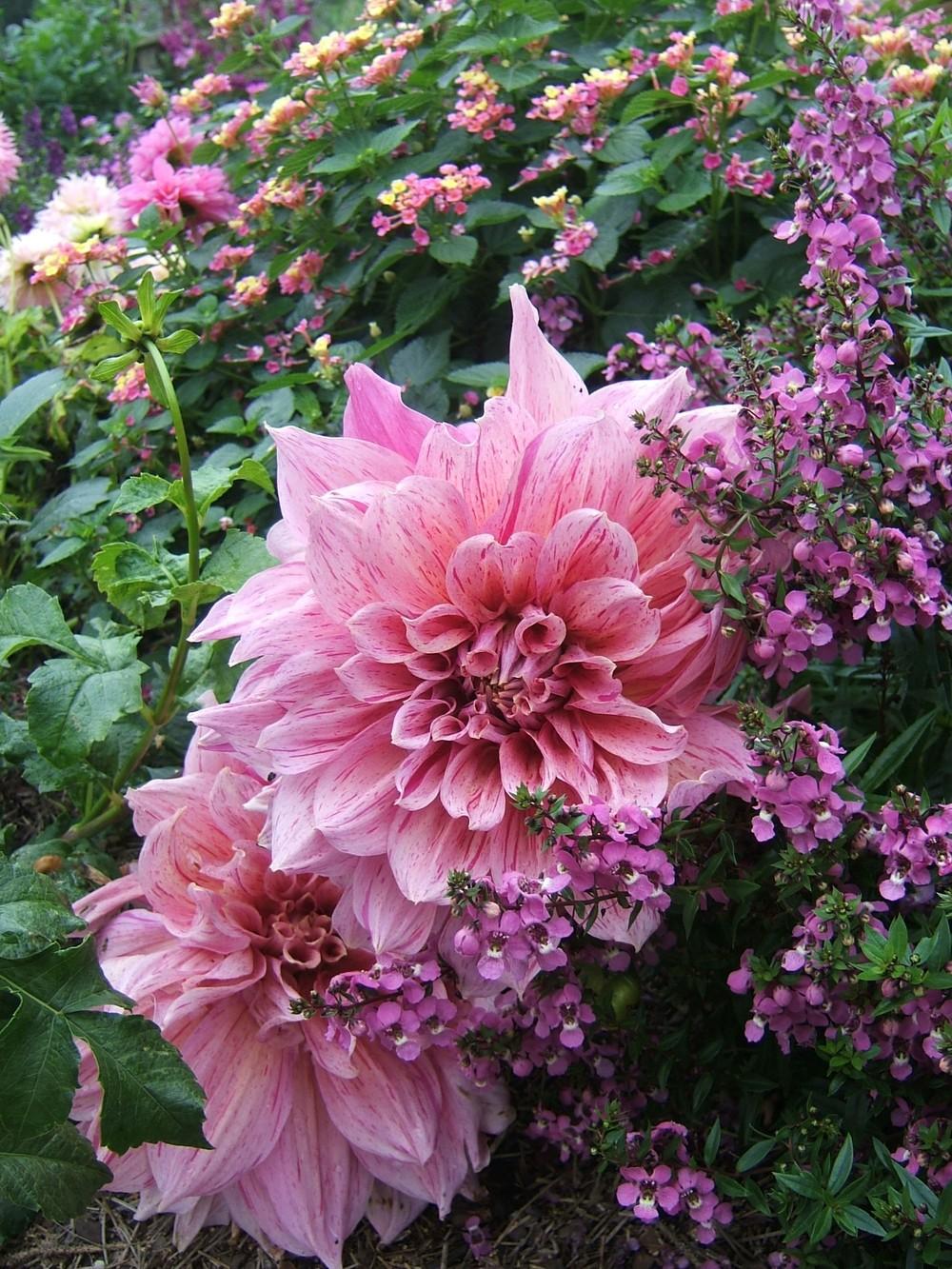 Maki Dahlia