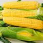 Equinox F1 Corn