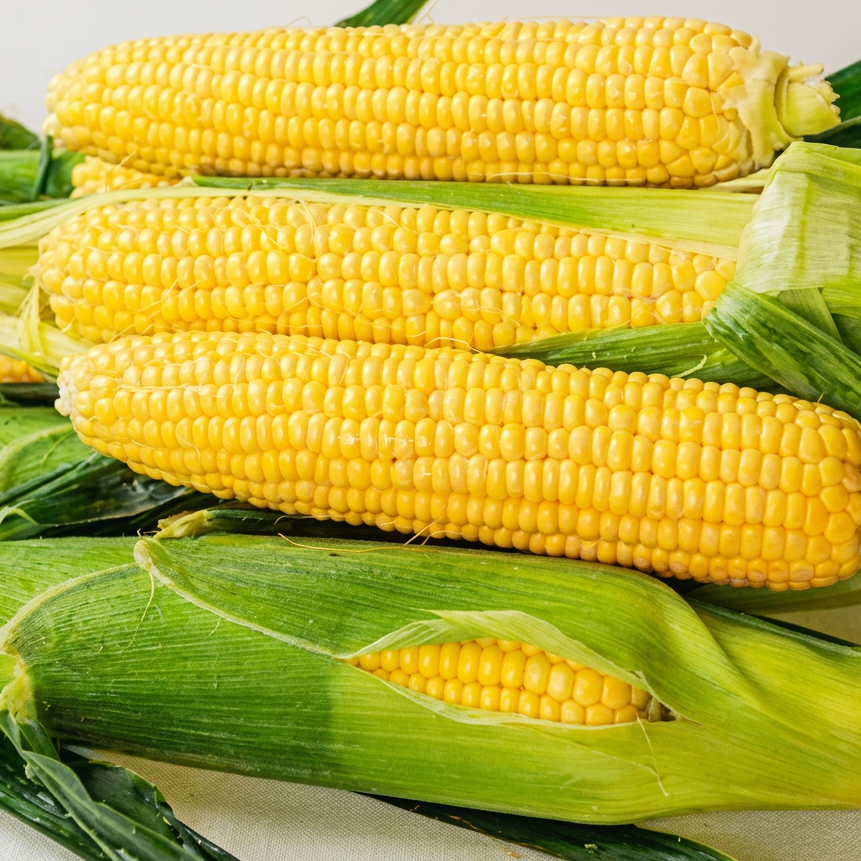 Equinox F1 Corn