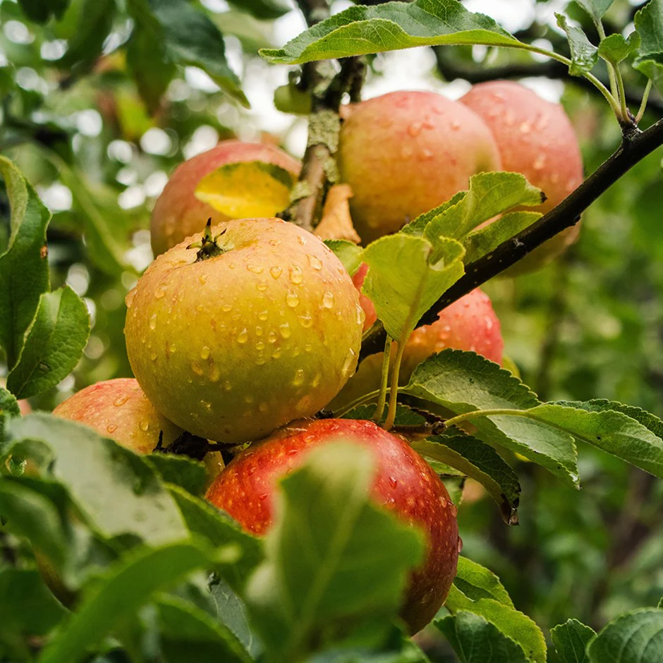 Ribston Pippin Heirloom Apple Tree