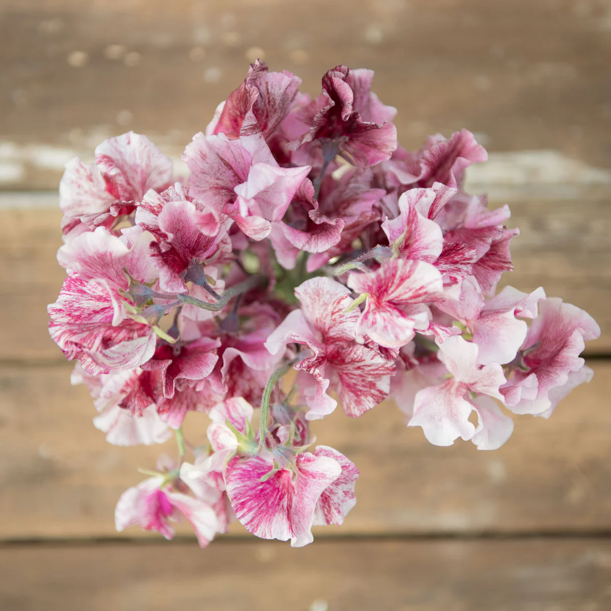 Chocolate Flake Sweet Pea seeds online shopping