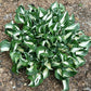 Mellow Mood Hosta Plants online shopping