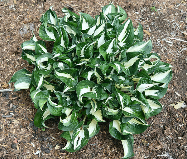 Mellow Mood Hosta Plants online shopping