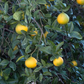 US 119 Duncan Grapefruit x Trifoliate X Succory Sweet Orange Trifoliate Hybrid Budwood citrus plant material online shopping