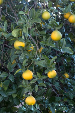 US 119 Duncan Grapefruit x Trifoliate X Succory Sweet Orange Trifoliate Hybrid Budwood citrus plant material online shopping