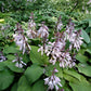 Sparkling Burgundy Hosta Plants online shopping