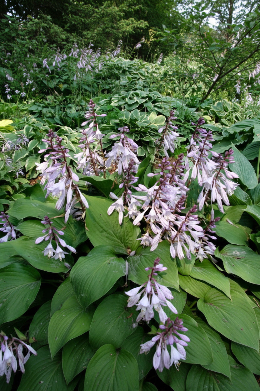 Sparkling Burgundy Hosta Plants online shopping